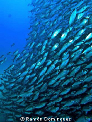 School of Big Eye Scads in Cabo San Lucas. by Ramón Domínguez 